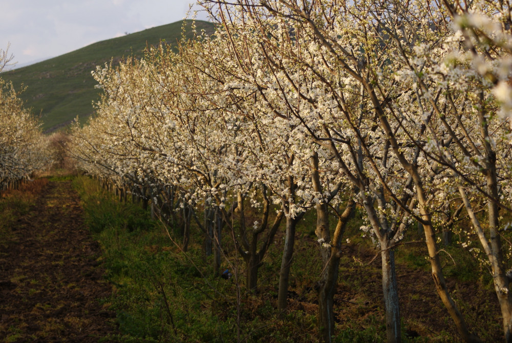 Meyve Ağacı Tozlanması Nedir?