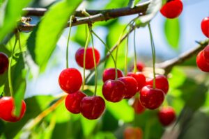 Closeup of healthy sweet cherries on tree in summer garden