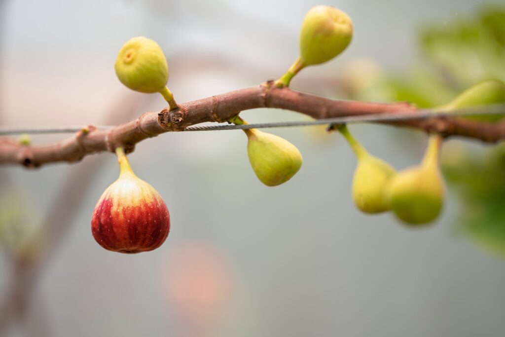 Fig Fruits with leaf on Figs tree. Beautiful sweet fresh organic figs in green house farm Healthy