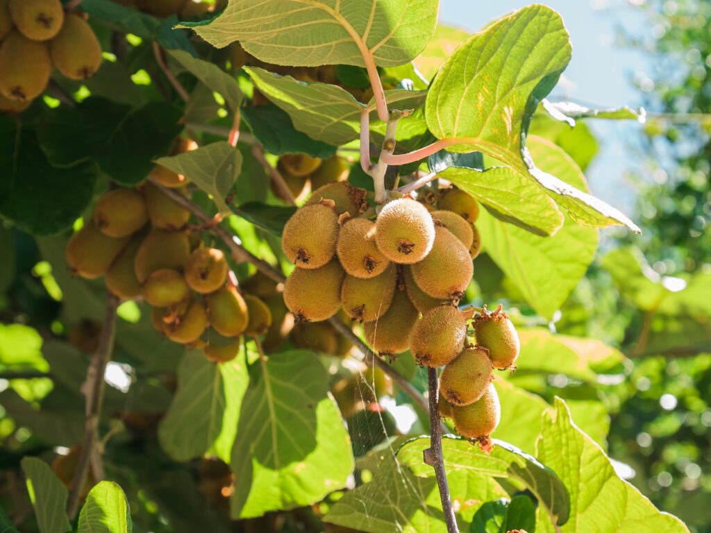 Kiwi tree plantation with brunches of fruits. Garden with trees and organic fruits. Gardening and