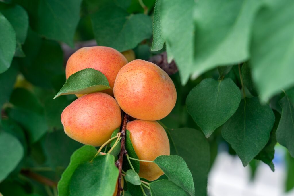 Large ripe apricots on a tree branch in the garden.
