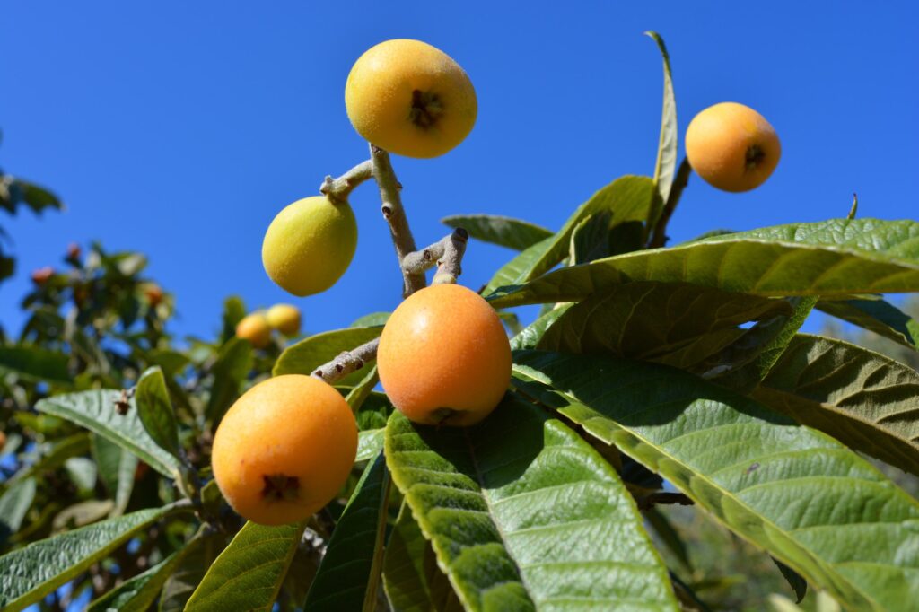 Nispero fruits ripening on the tree, also known as medlar or Japanese loquat