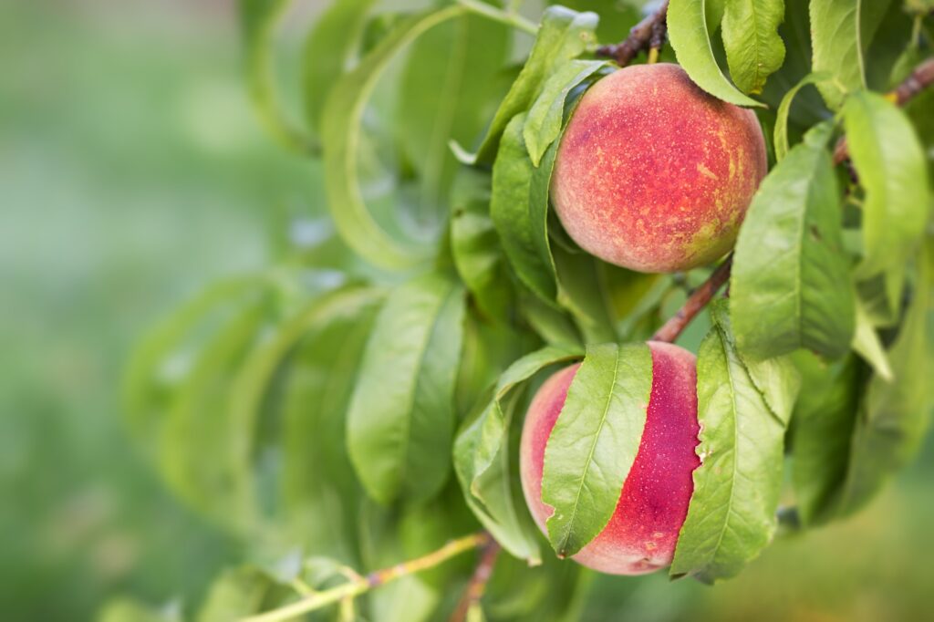 Peach fruits