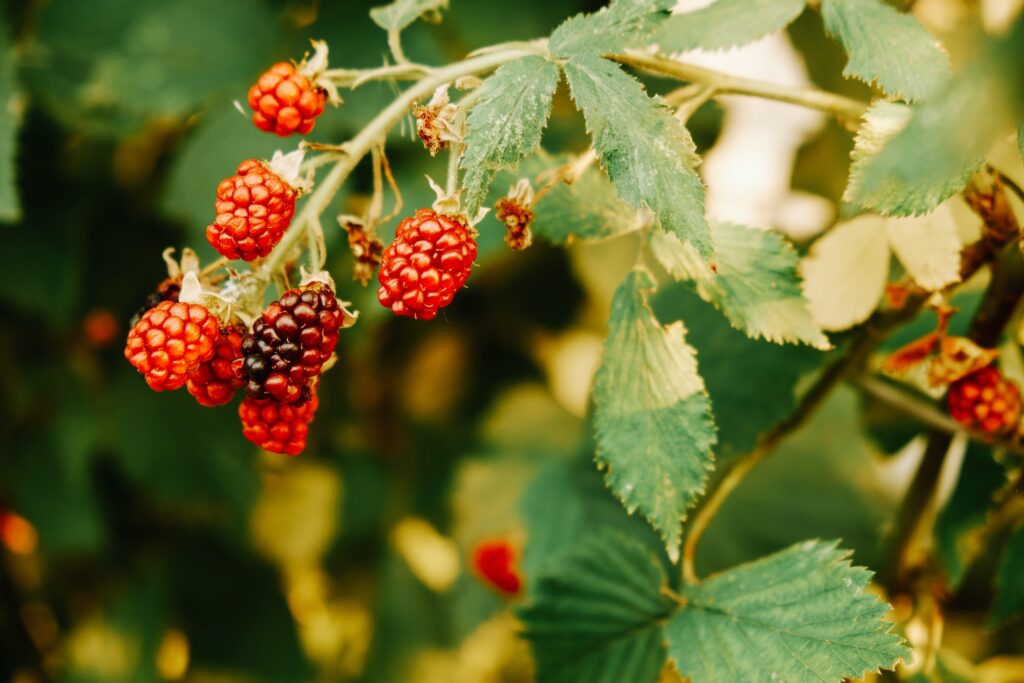 Raspberry