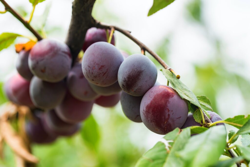 Ripe cherry plums on tree branch close
