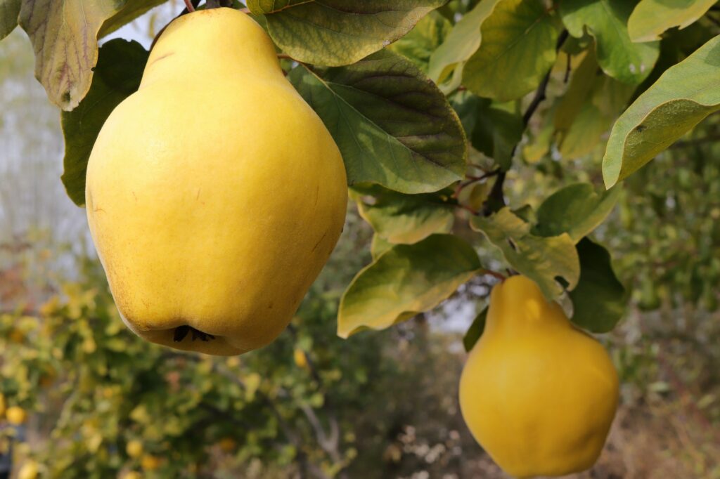Ripe yellow quinces in the orchard