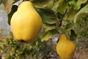 Ripe yellow quinces in the orchard