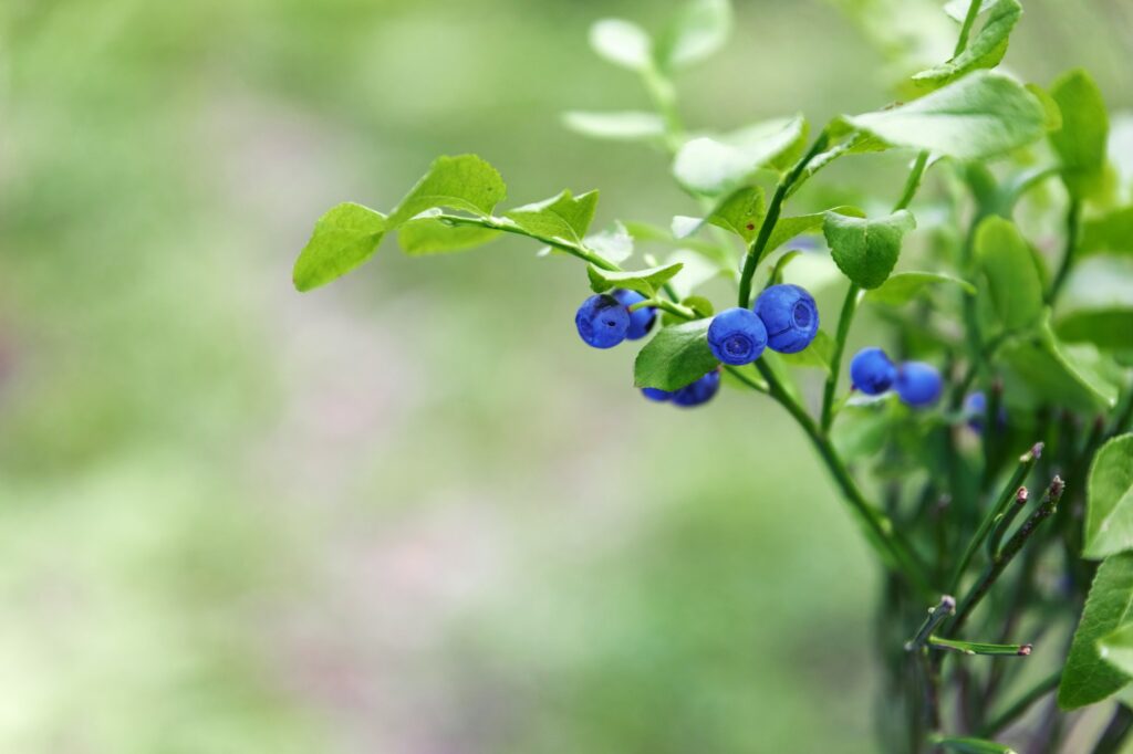 Wild blueberries