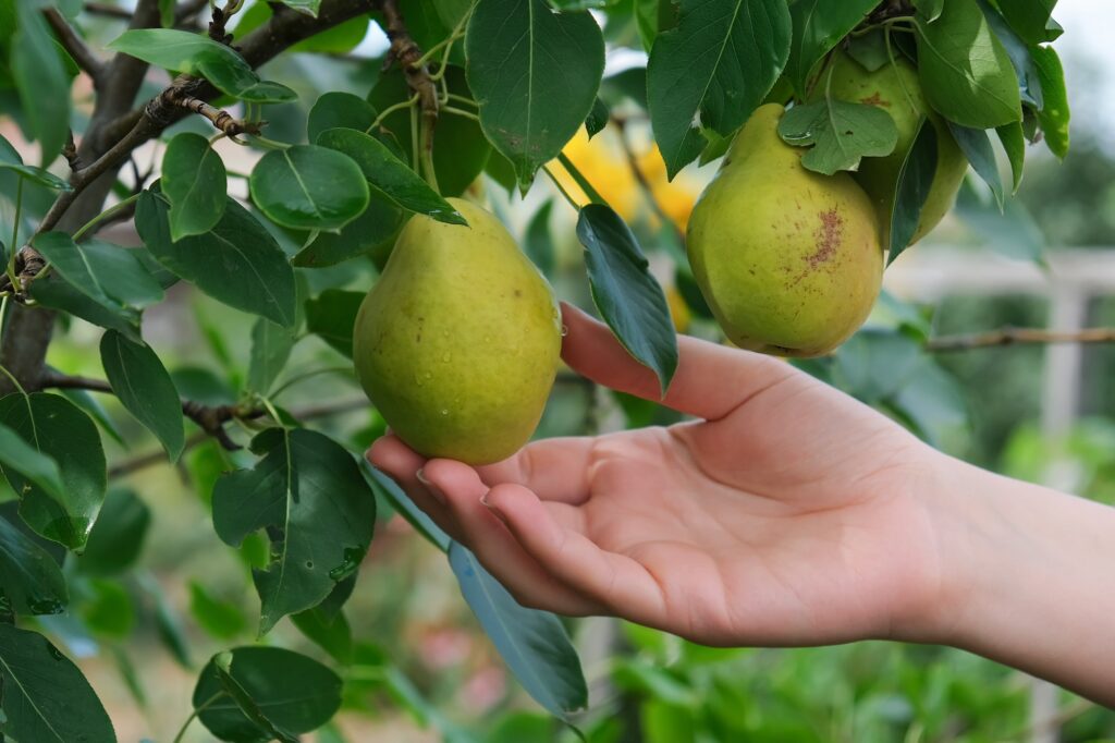 Woman plucks ripe pears from a tree